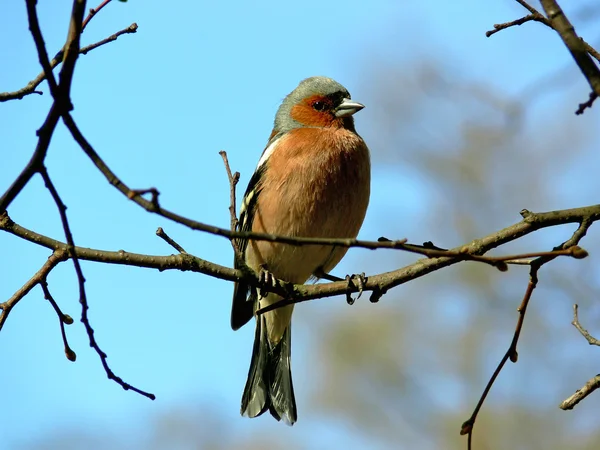 Pájaro en la rama — Foto de Stock