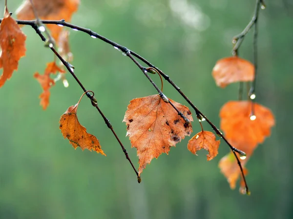 stock image Wet autumn leaves