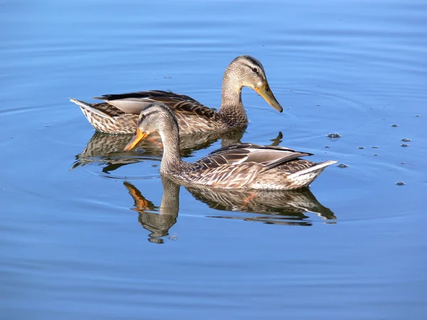 stock image Two duck on water