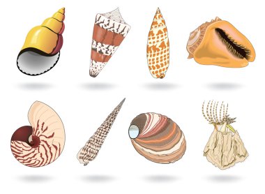 Cockleshells clipart