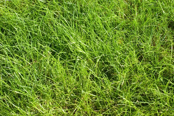 Summer grass — Stock Photo, Image