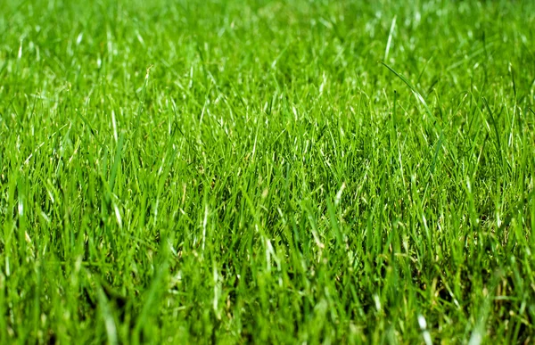 Summer grass — Stock Photo, Image