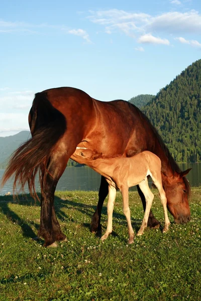 Csikó-és anya egy ló — Stock Fotó