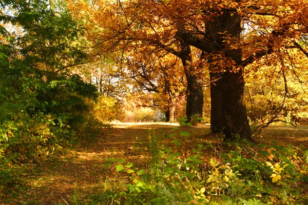 Stejar grove — Fotografie, imagine de stoc