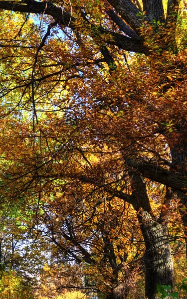 Oak grove — Stock Photo, Image