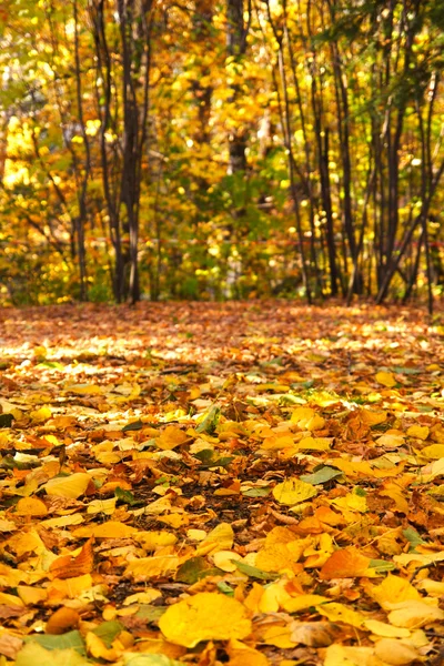 stock image Autumn