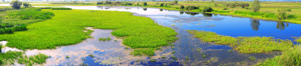 Panorama of a marsh