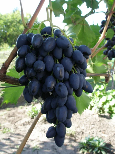 Vinha de uva azul — Fotografia de Stock