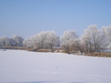 ağaçları kış hoarfrost