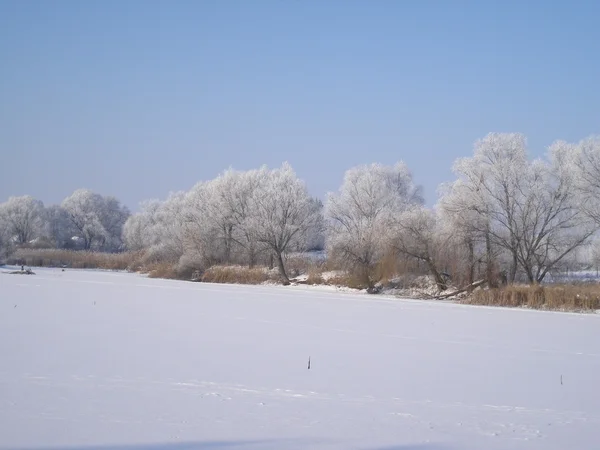 Winterreif auf Bäumen — Stockfoto