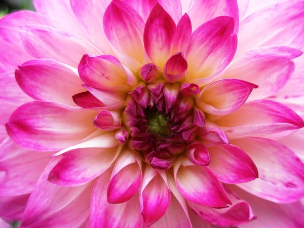 stock image Pink dahlia