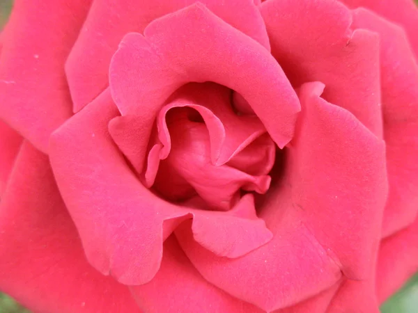 Rote Rose. — Stockfoto