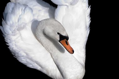 White swan clipart