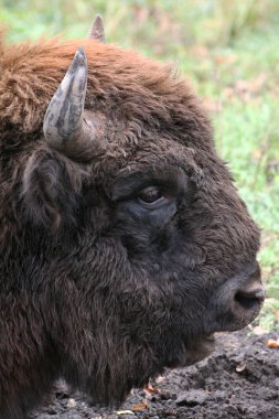 Wild bison clipart