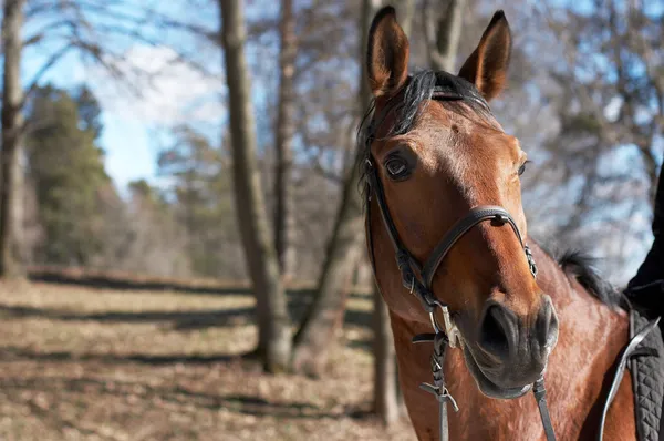 Красивий гоночний кінь — стокове фото