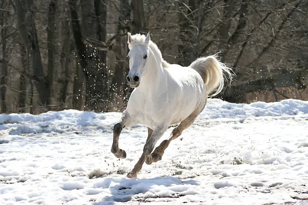 Saltar caballo blanco —  Fotos de Stock