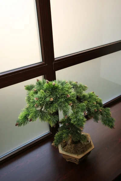 Japanese dwarfish pine — стокове фото