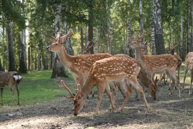 geyik cervus elaphus