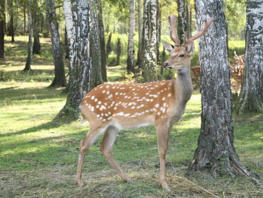 geyik cervus elaphus