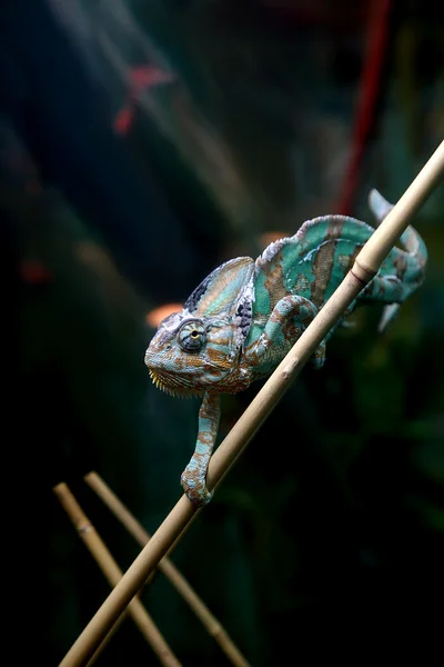 stock image Lizard chameleon