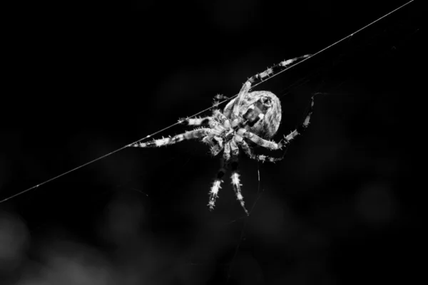Spiderspinner — Stock Photo, Image