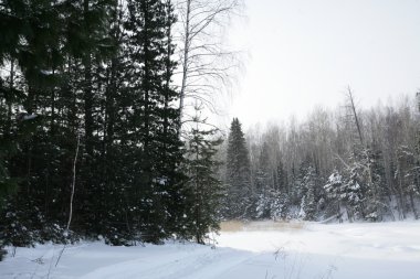 Kış Ormanı