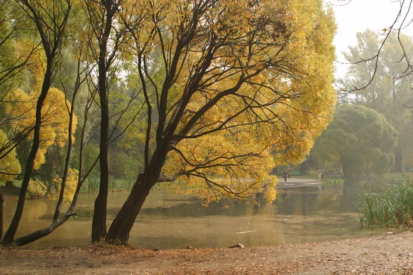 Stock image Autumn Park