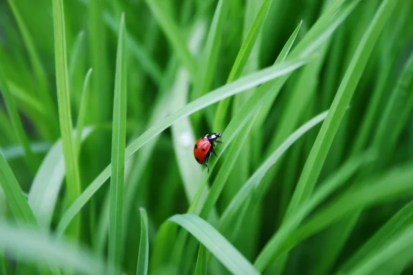 Red bug — Zdjęcie stockowe