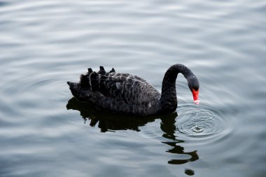 Black swan clipart