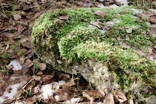 stock image Moss on the stone