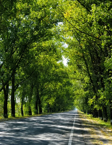 stock image Empty road around a lot of trees