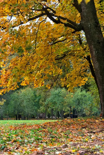 Золотая осень в городском парке — стоковое фото