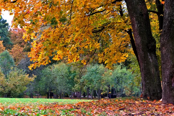 Złota jesień w parku miejskim — Zdjęcie stockowe