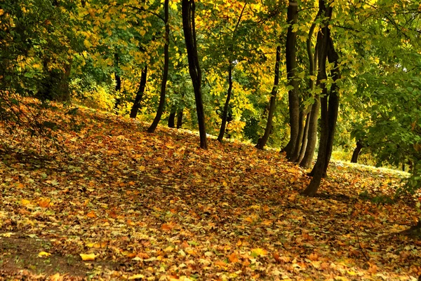 Gouden herfst in het stadspark — Stockfoto