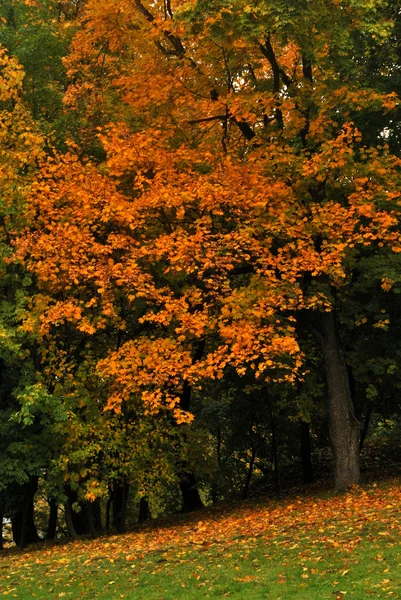 Goldener Herbst im Stadtpark — Stockfoto