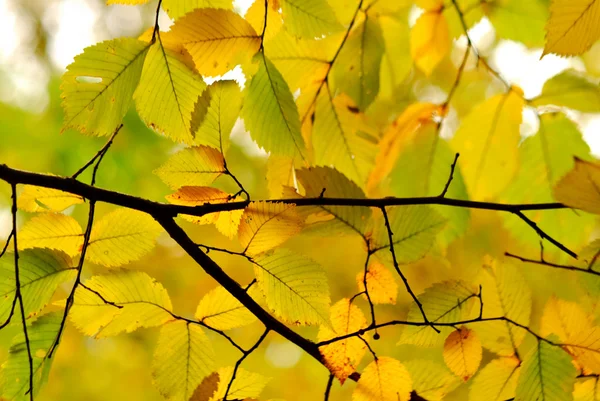 Золотая осень в городском парке — стоковое фото