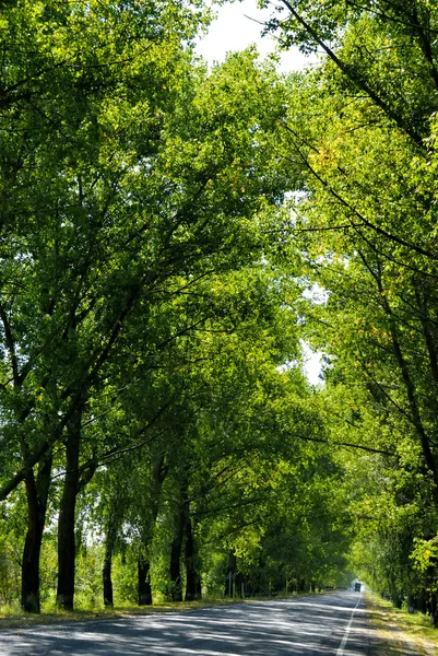 Camino vacío alrededor de muchos árboles — Foto de Stock