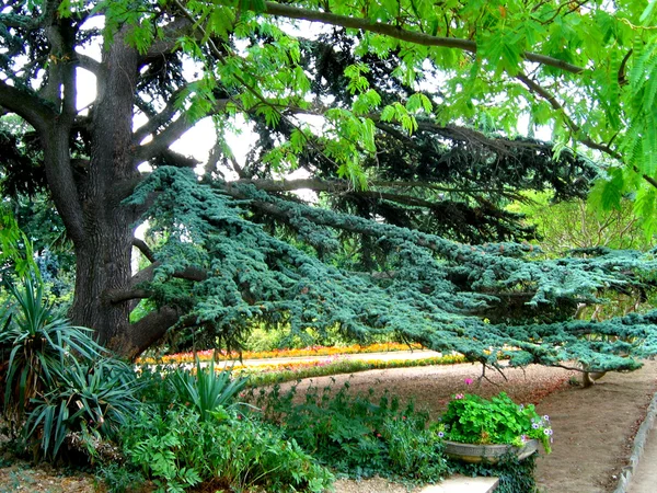 Botanik Bahçesi içinde yürür — Stok fotoğraf