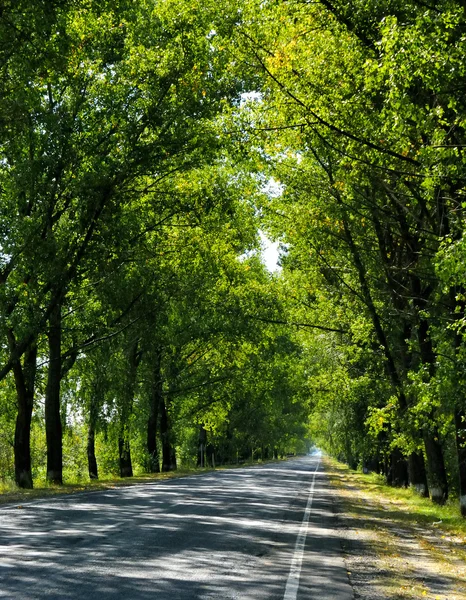 Route vide autour de beaucoup d'arbres Images De Stock Libres De Droits