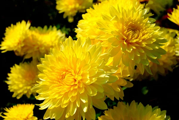 Желтые цветы — стоковое фото