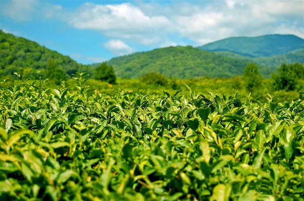 stock image The most northern tea in the world