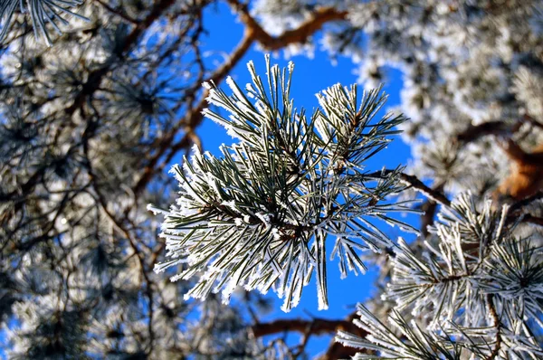 Зимняя ветка мехового дерева. Кристма Лицензионные Стоковые Фото