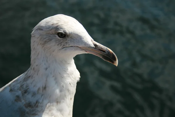 Head Of Sea Gull — Stock Photo, Image
