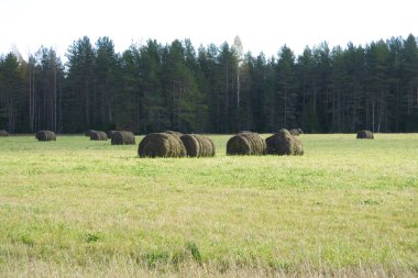 haystacks