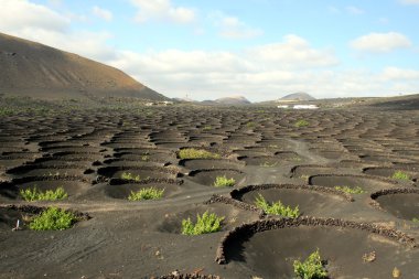 Lanzarote şarap plantasyon