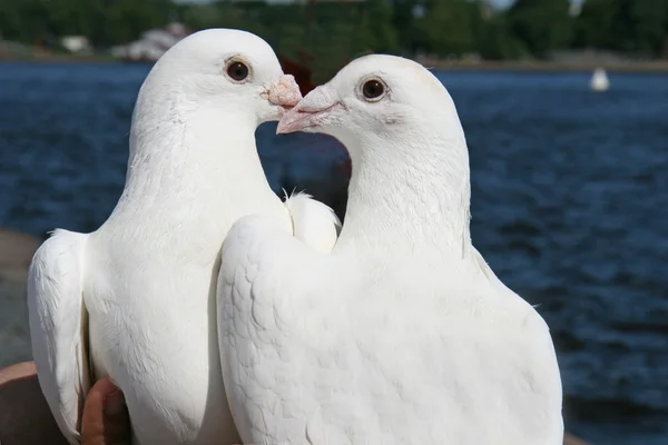 Par de palomas blancas — Foto de Stock