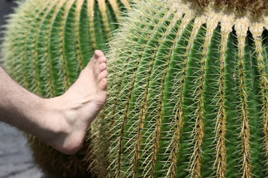 Touching The Cactus clipart