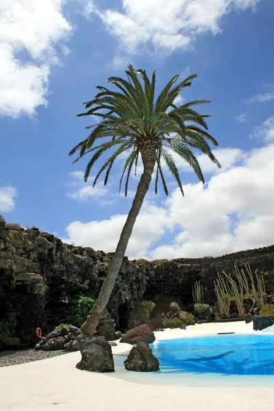 Palm en zwembad — Stockfoto
