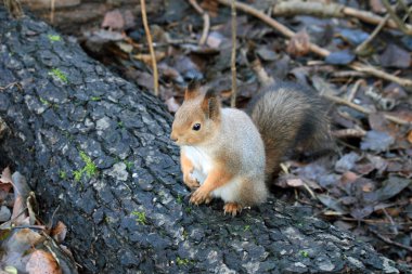 Squirel