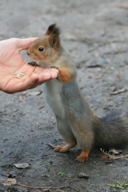 Feeding Squirel clipart